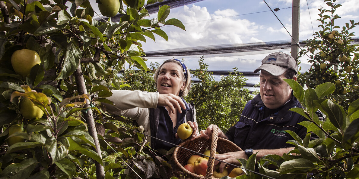 Autumn harvests and food & wine events