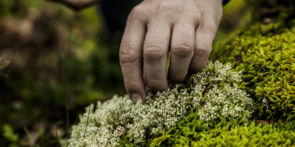 How to identify wild flowers and herbs and use them in everyday life 