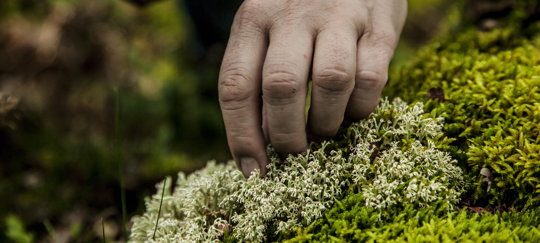 Gilbach: a gin imbued with flavours of the Dolomites