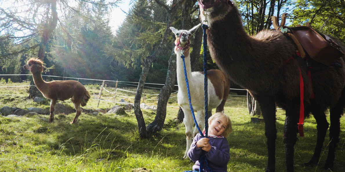 Llama Trekking in Trentino