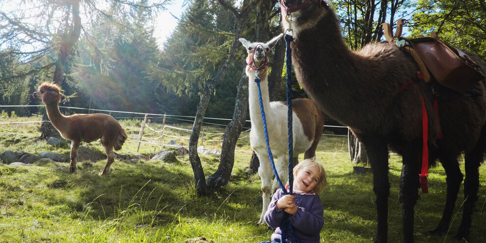 Make friends with llamas and alpacas   