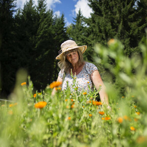 Val di Non - Brez - Frazione Arsio - Raccolta fiori
