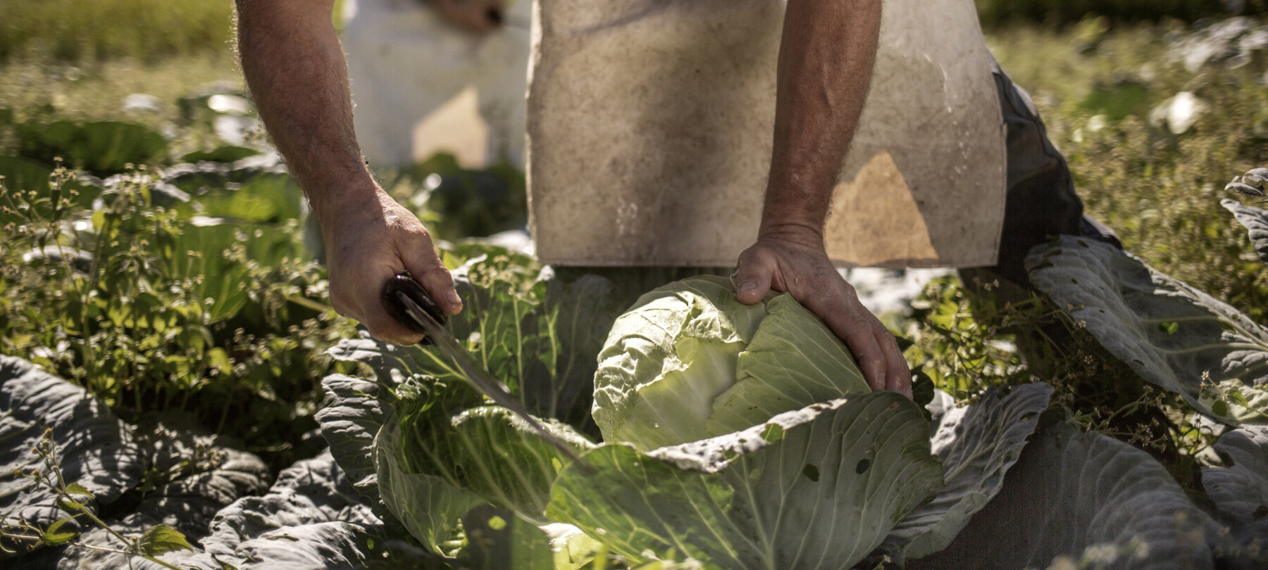 Food and wine - Products of Trentino
