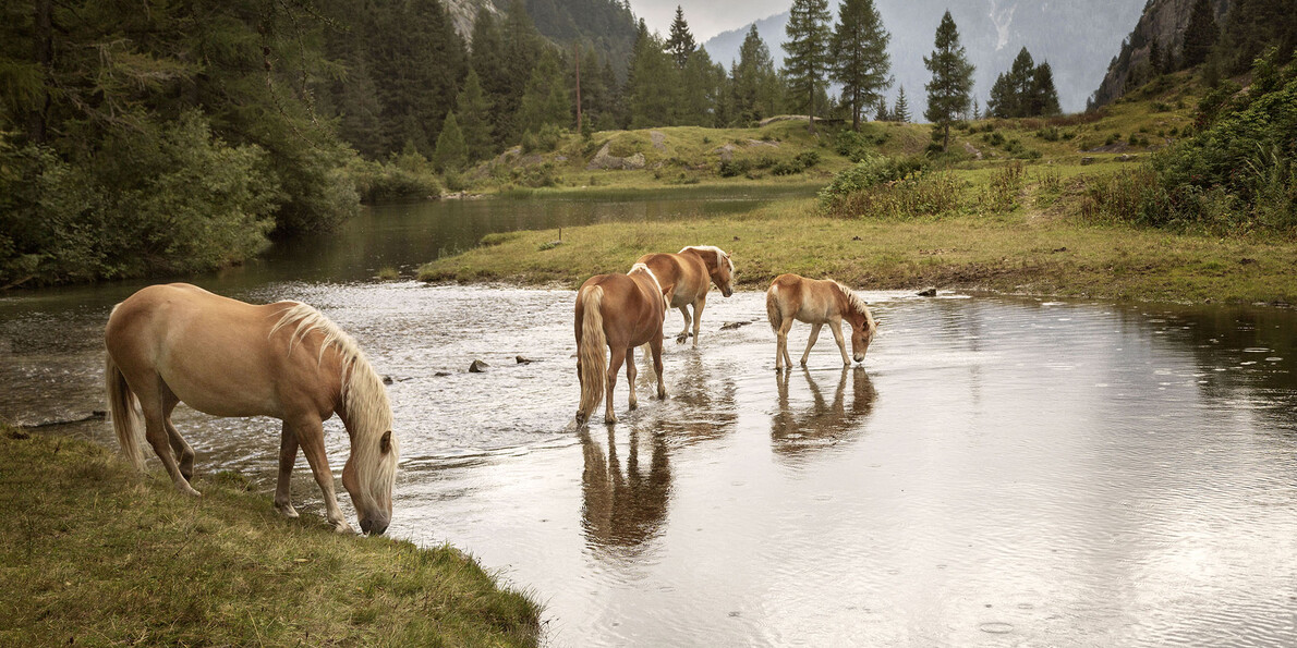 Все – от легких прогулок до выматывающих походов