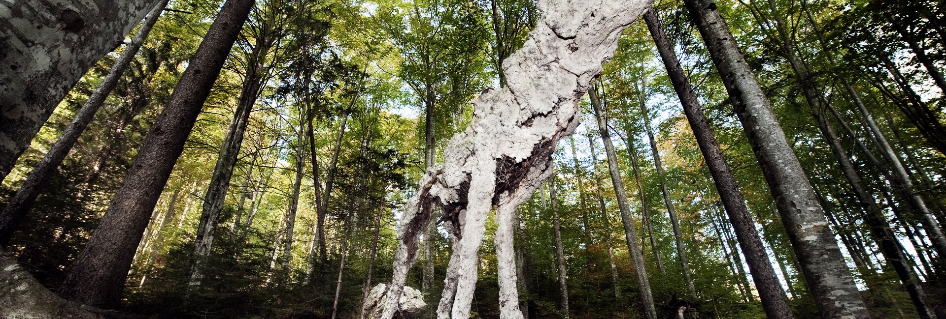 Valsugana - Val di Sella - Arte Sella
