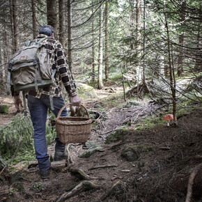 Mushrooms hunting in Trentino