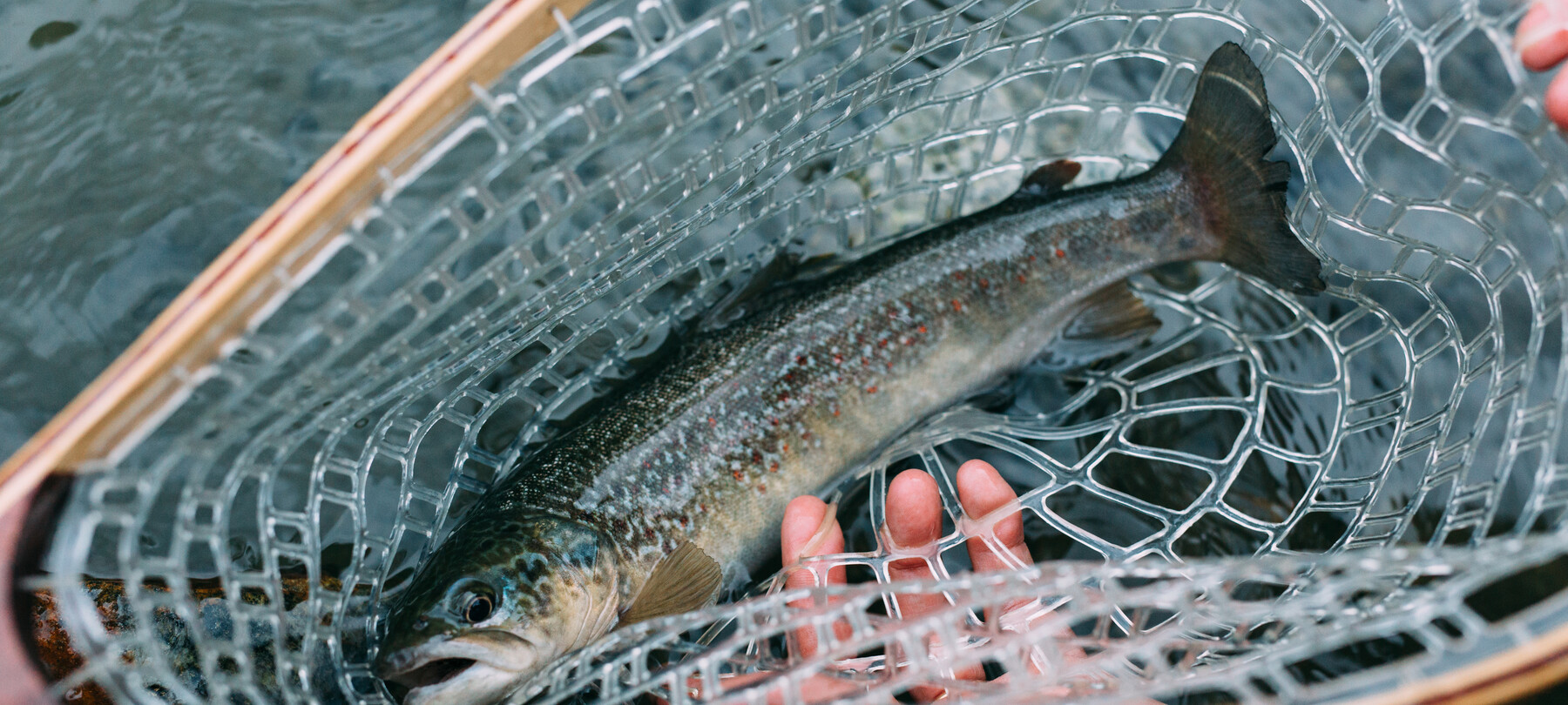 Seesaiblingen: Ein Leitfaden zum Fischen im Trentino