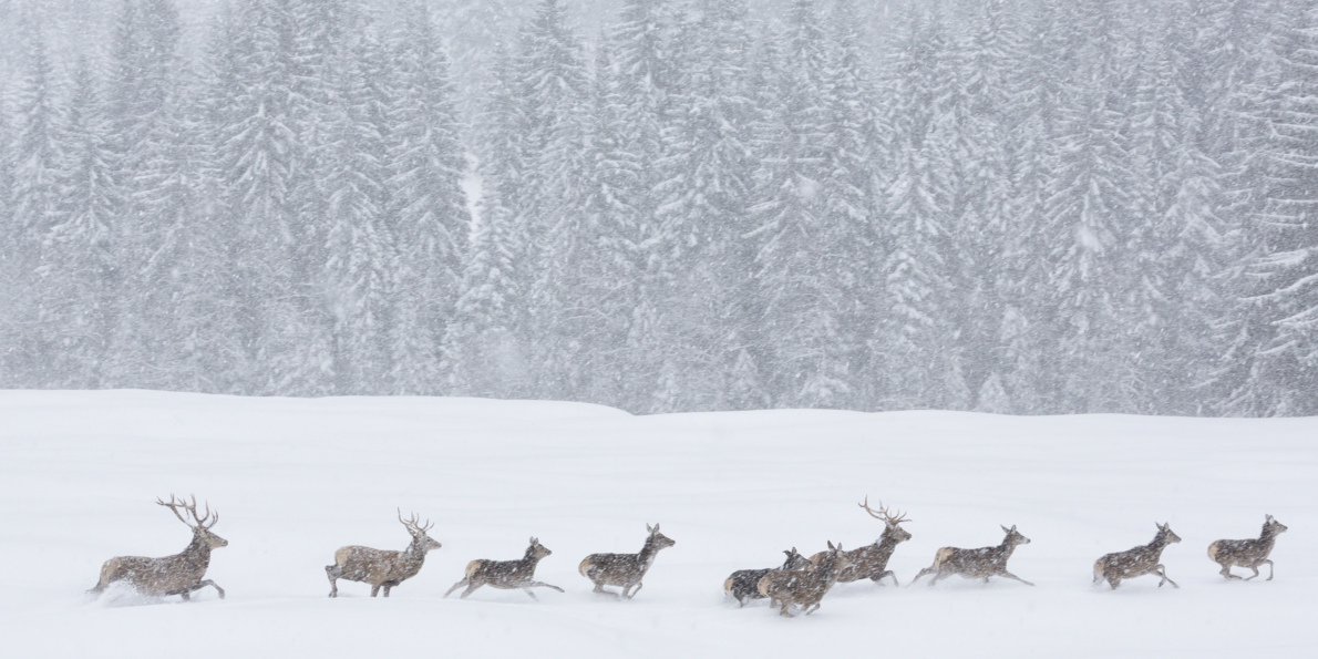 Wild animals during a snowstorm in the natural parks of Trentino