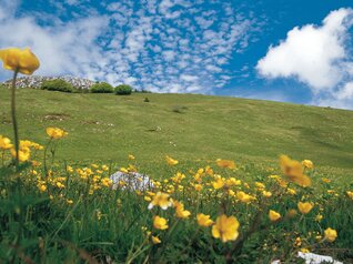 Network of Nature Reserves - Bondone