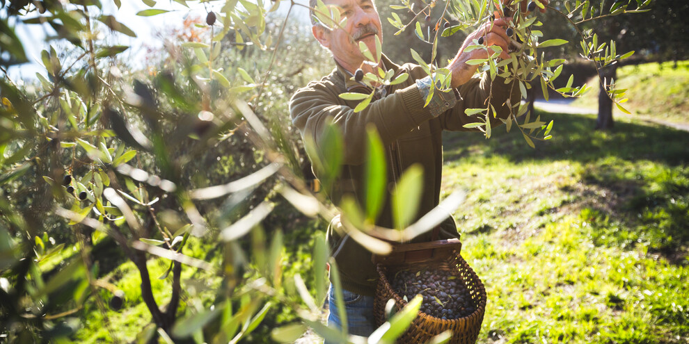 The olive harvest