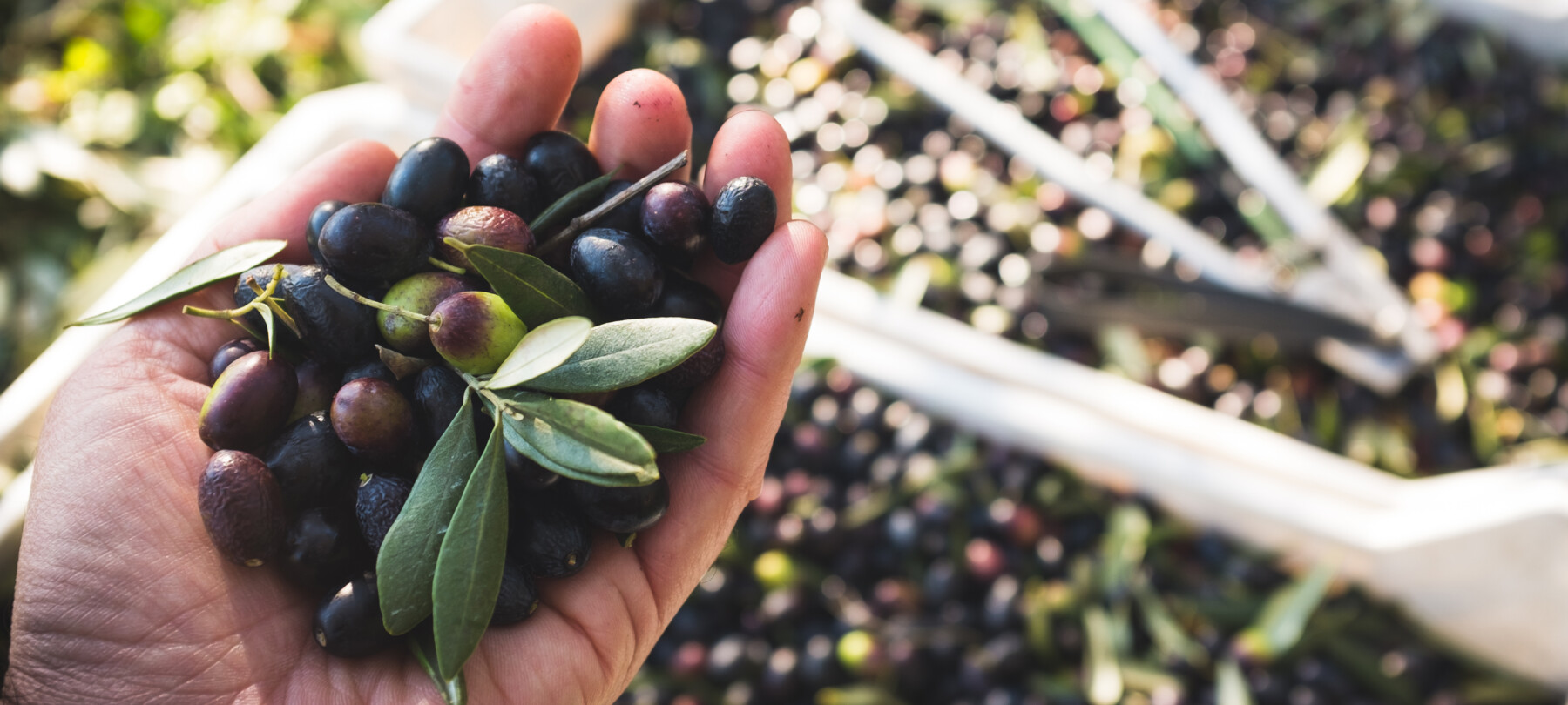 Extra virgin olive oil from Garda in Trentino