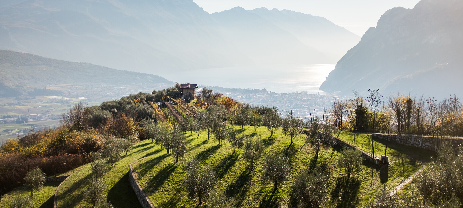 Extra virgin olive oil from Garda in Trentino