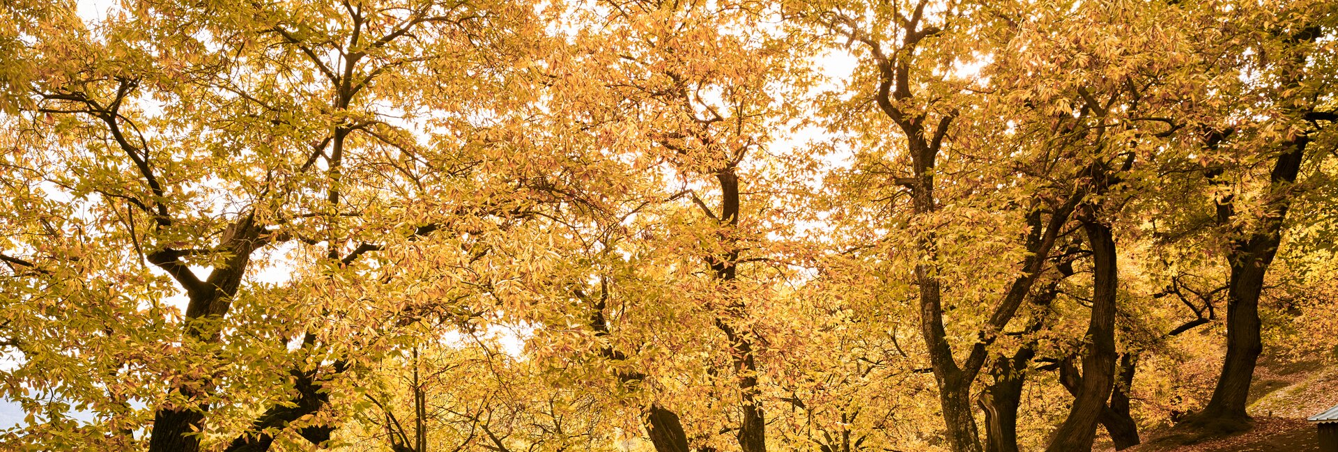 Rovereto, Vallagarina, Altopiano di Brentonico 