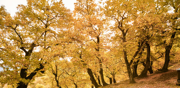 The hike of chestnuts from Brentonico to Castione