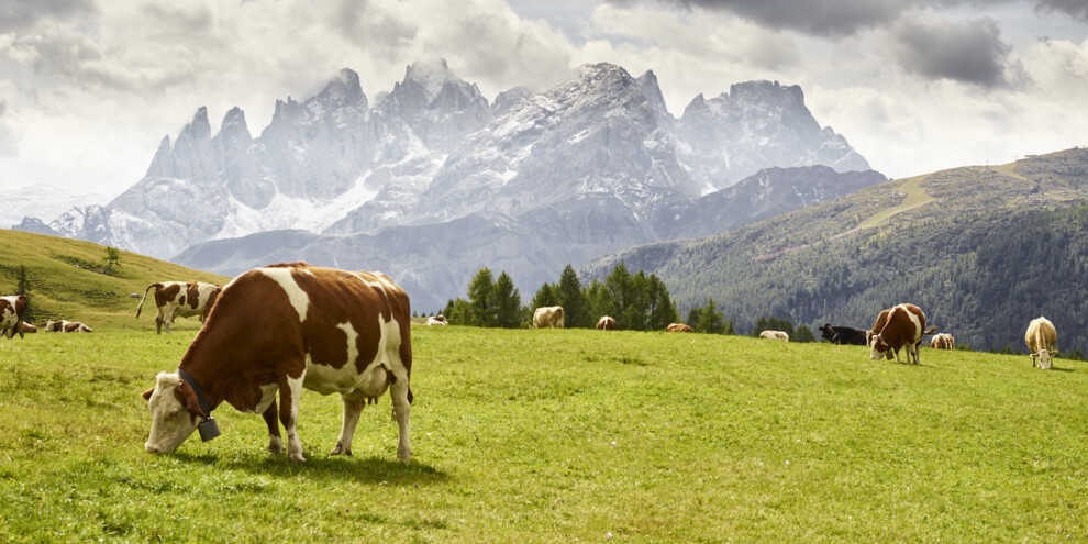 Zur Fuciade-Hütte, Val di Fassa