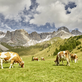 Val di Fassa - Passo San Pellegrino - Fuciade
