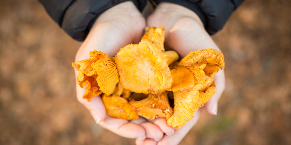 Funghi di bosco - Finferli
