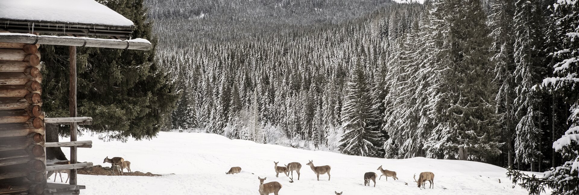 Paneveggio-Pale di San Martino Nature Park