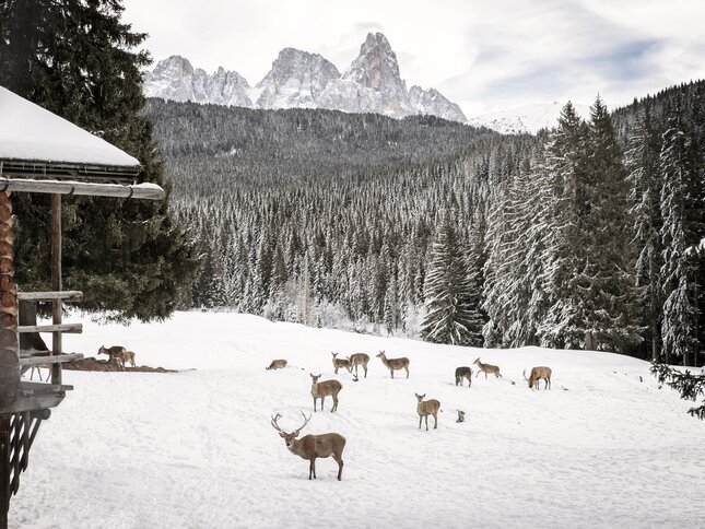 Paneveggio-Pale di San Martino Nature Park