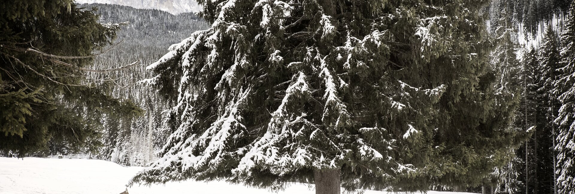 Val di Fiemme - Paneveggio 