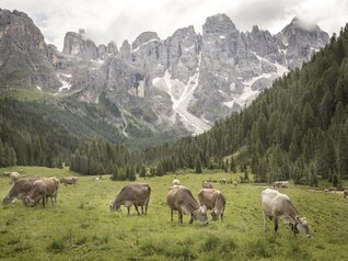 San Martino di Castrozza - Val Venegia
