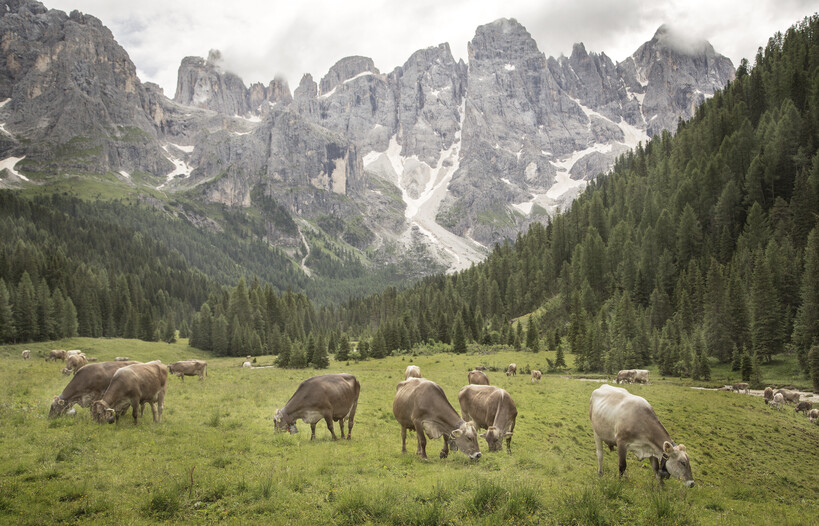 San Martino di Castrozza - Val Venegia
