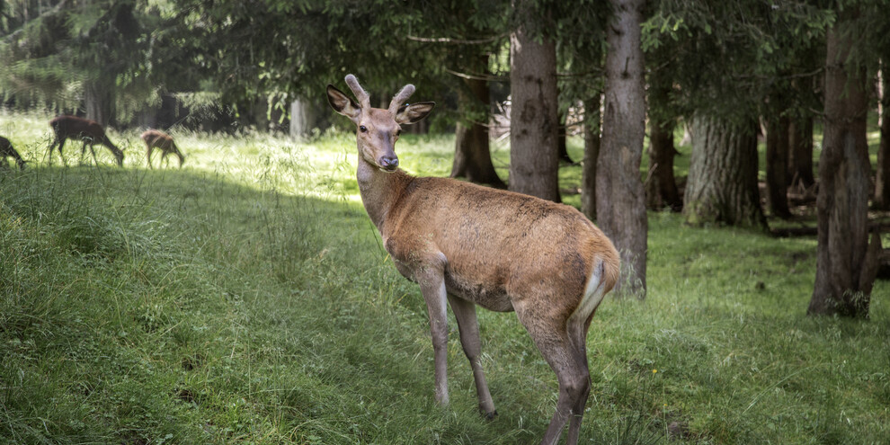 Val di Fiemme - Parco Naturale Paneveggio Pale di San Martino