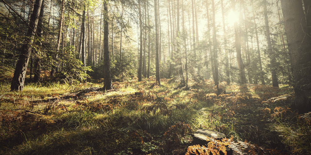 Take a bath in the forest