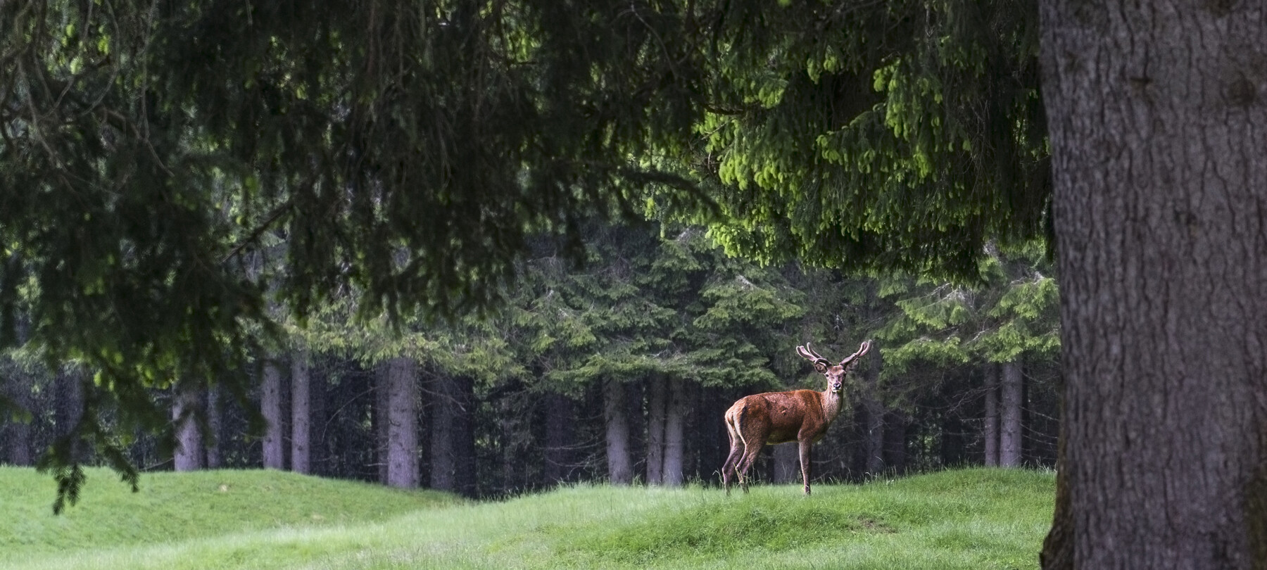 Nature Park Paneveggio – Pale di San Martino
