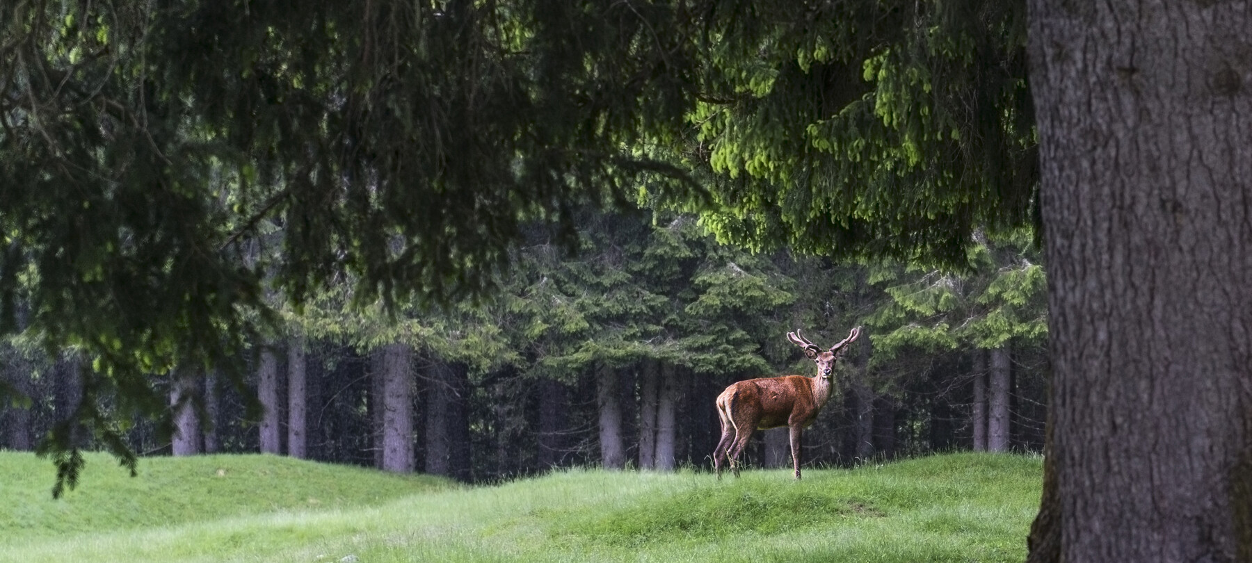 Nature Park Paneveggio – Pale di San Martino