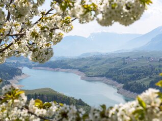 Val di Non - Lago di Santa Giustina - Meleti in fiore
