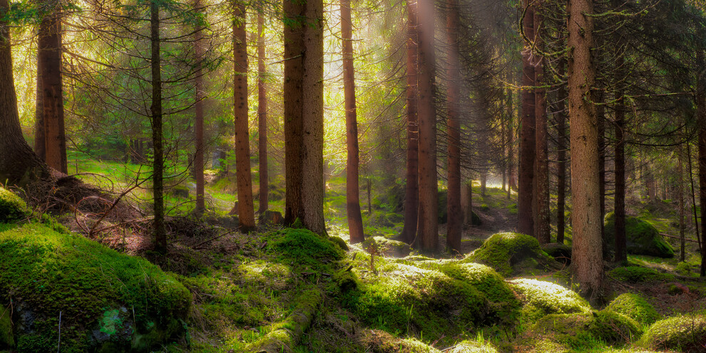 Walk in the Sensory Forest, Val di Fiemme