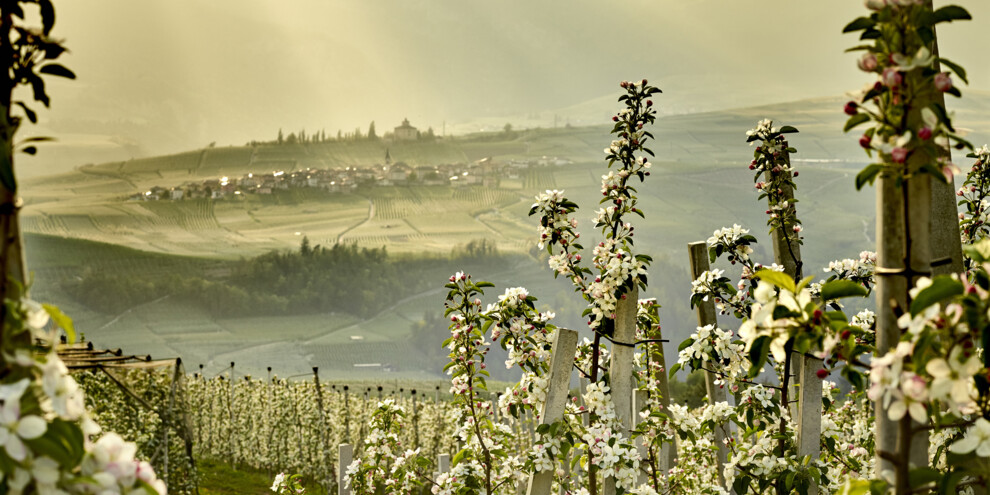 Val di Non - Meleti
