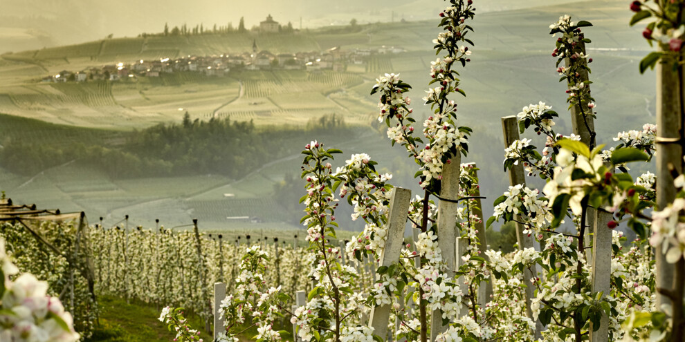 Val di Non - Meleti