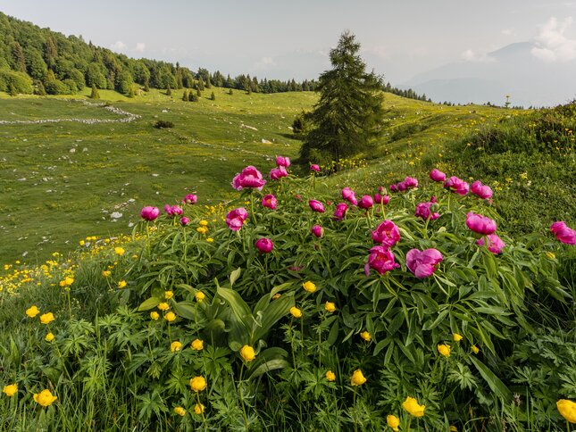 Vallagarina - Monte Baldo
