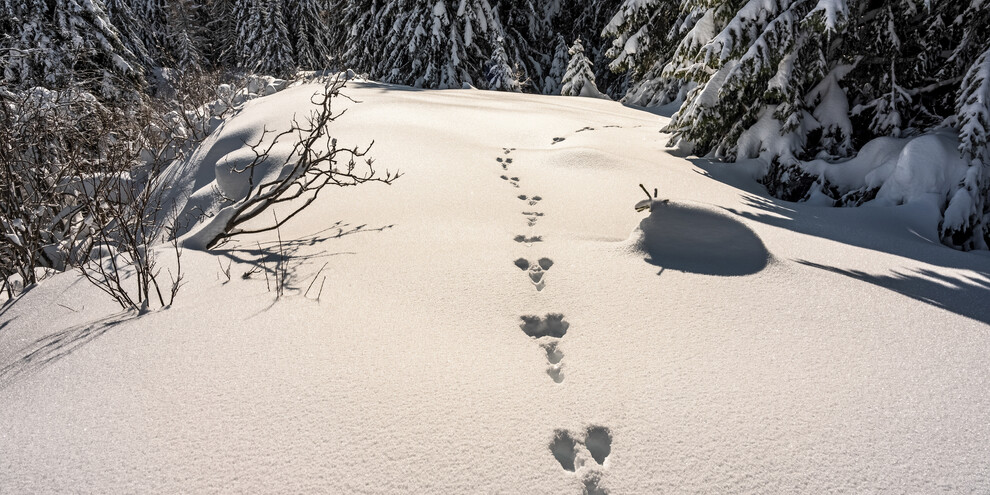 Natura - Bosco innevato - Orme
