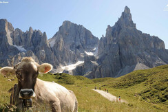 passo-rolle-mucca-bazan