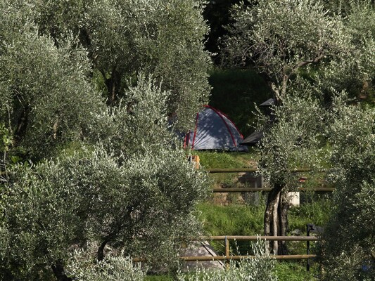 PIAZZOLE TIPO OLIVO PIAZZOLE TIPO OLIVO