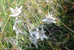 ciuin_casa_natalie_stelle_alpine