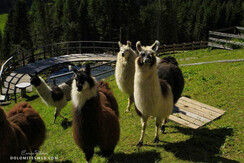 Chalet nel Doch 1 Chalet nel Doch 1