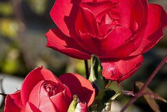 Rose presentazioneFR Rose presentazioneFR