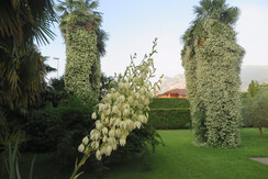 Giardino con gelsomini in fiore