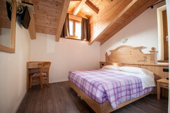 stella alpina stella alpina