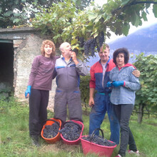 Noi in vendemmia de Teroldego