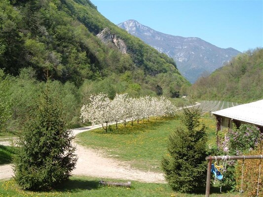 Ciliegi in fiore - Agritur Maso Rocca