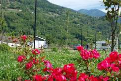 panoramica panoramica