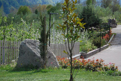 prime fioriture dall'agricampeggio prime fioriture dall'agricampeggio