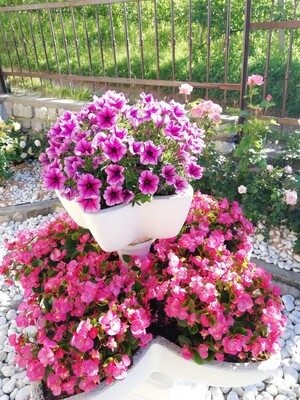 fiori