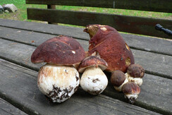 025 Porcini trovati a Bedolpian