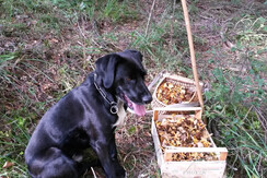 autunno con i funghi